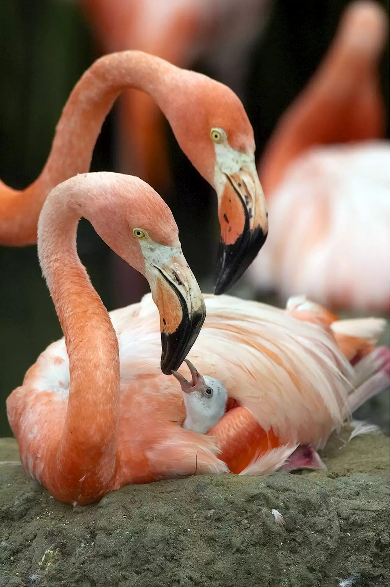 Flamingo That Escaped Kansas Zoo In 2005 Spotted In Texas