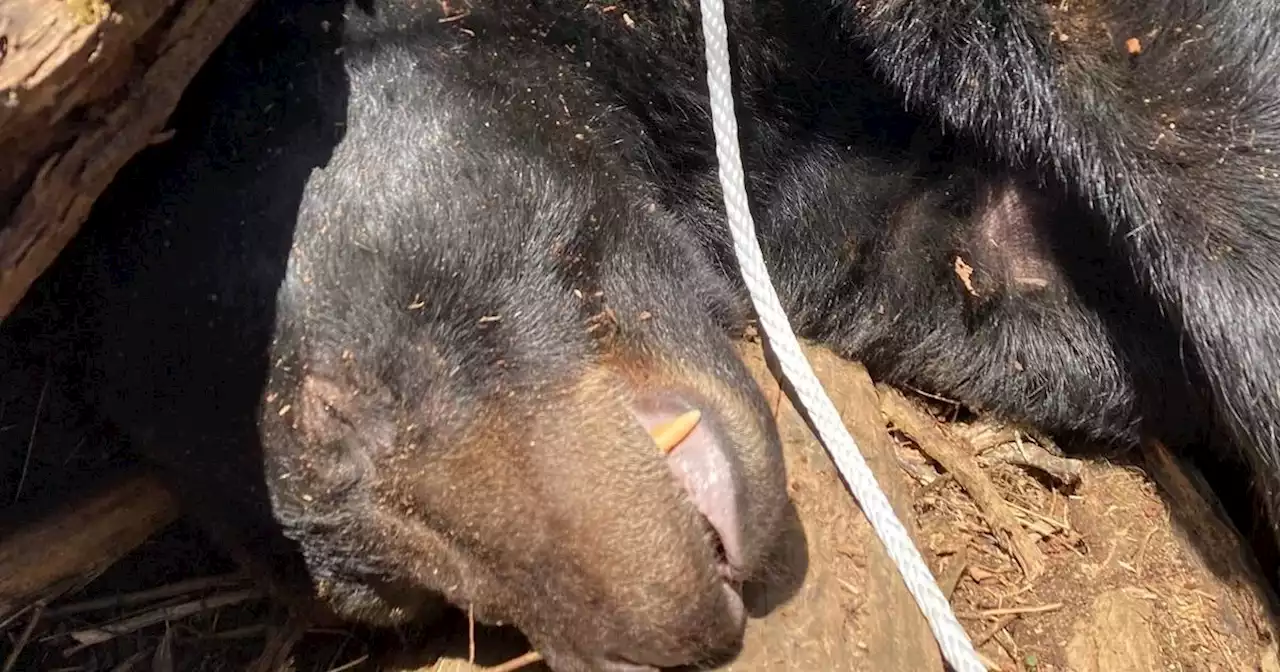 500 pound bear living near Tennessee college relocated to Cherokee National Forest