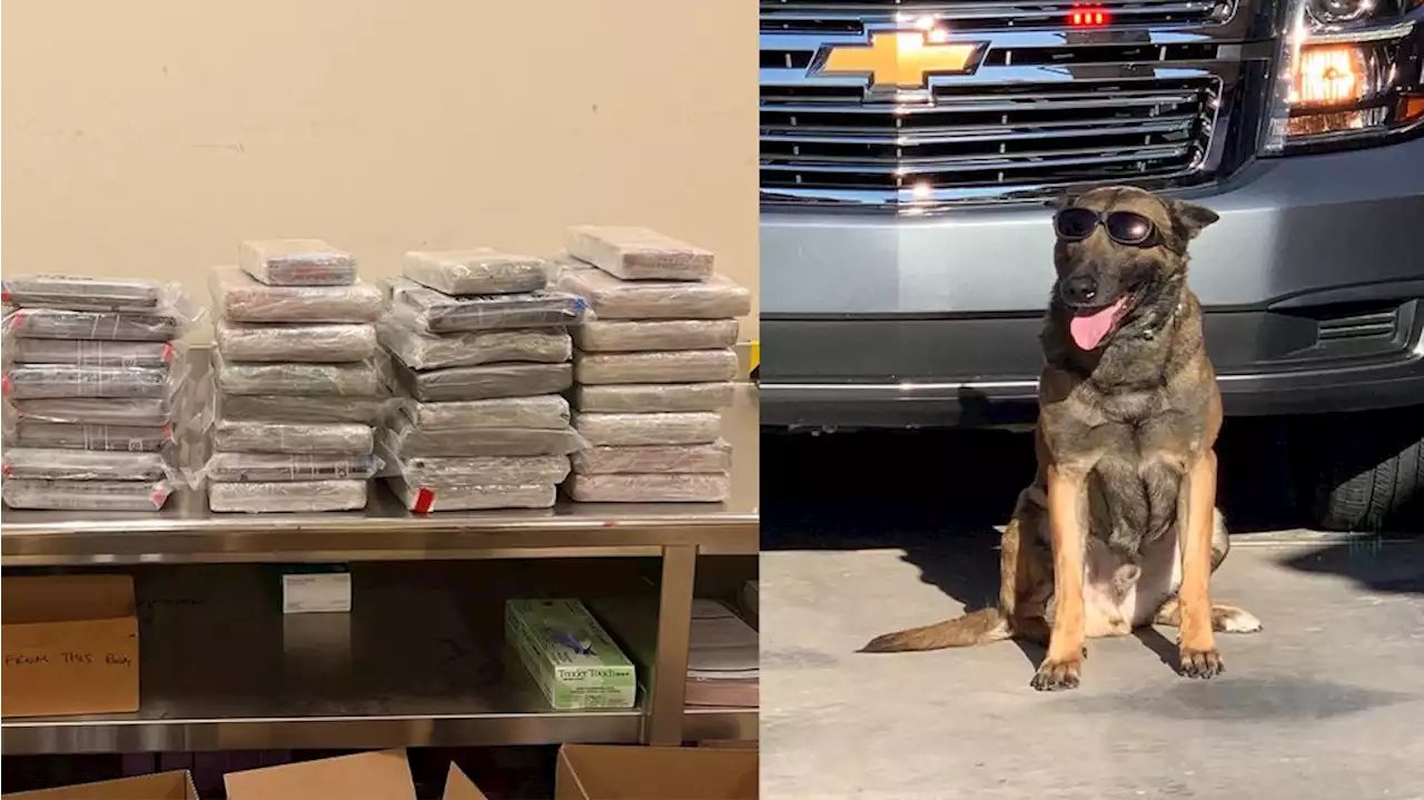 K-9 finds $10.5 million worth of cocaine hidden in tomato shipment