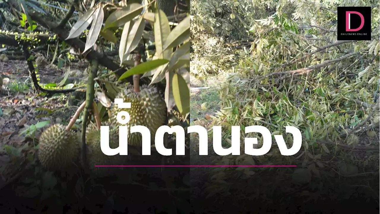 ชาวสวนเมืองจันท์ระทมพิษพายุงวงช้าง ถล่มต้นทุเรียนหักโค่นค่ากว่า5ล้านบาท | เดลินิวส์