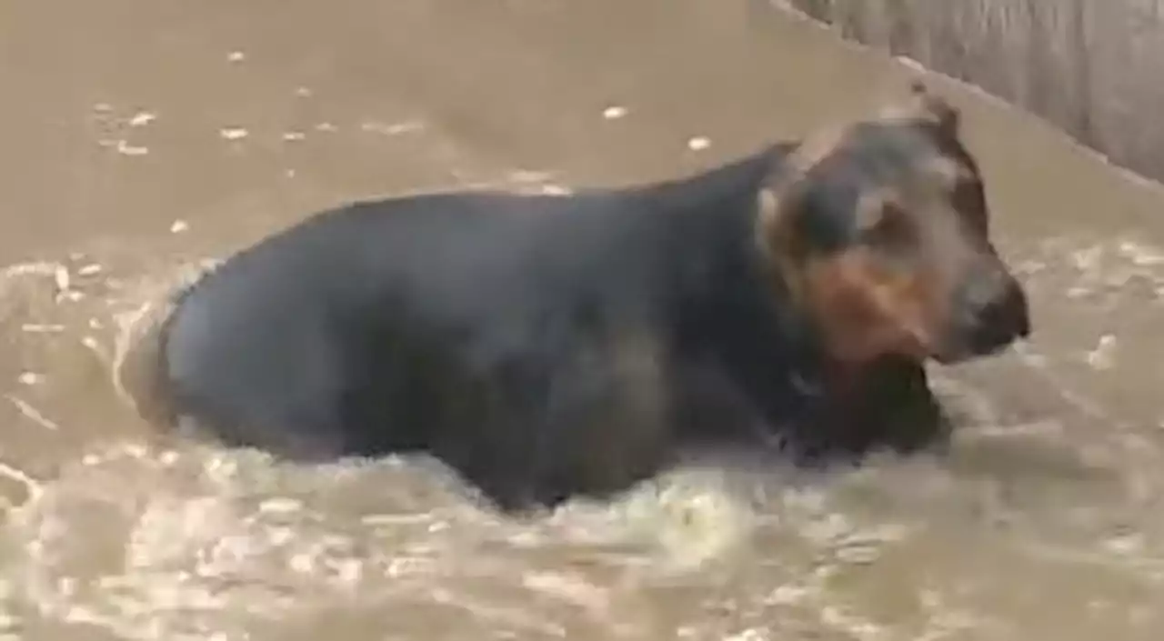 LIVE: Crews working to rescue dog trapped in LA River