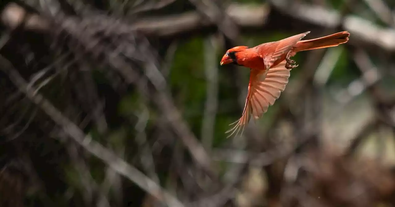 Austin research points to why birds seemed louder at the start of pandemic