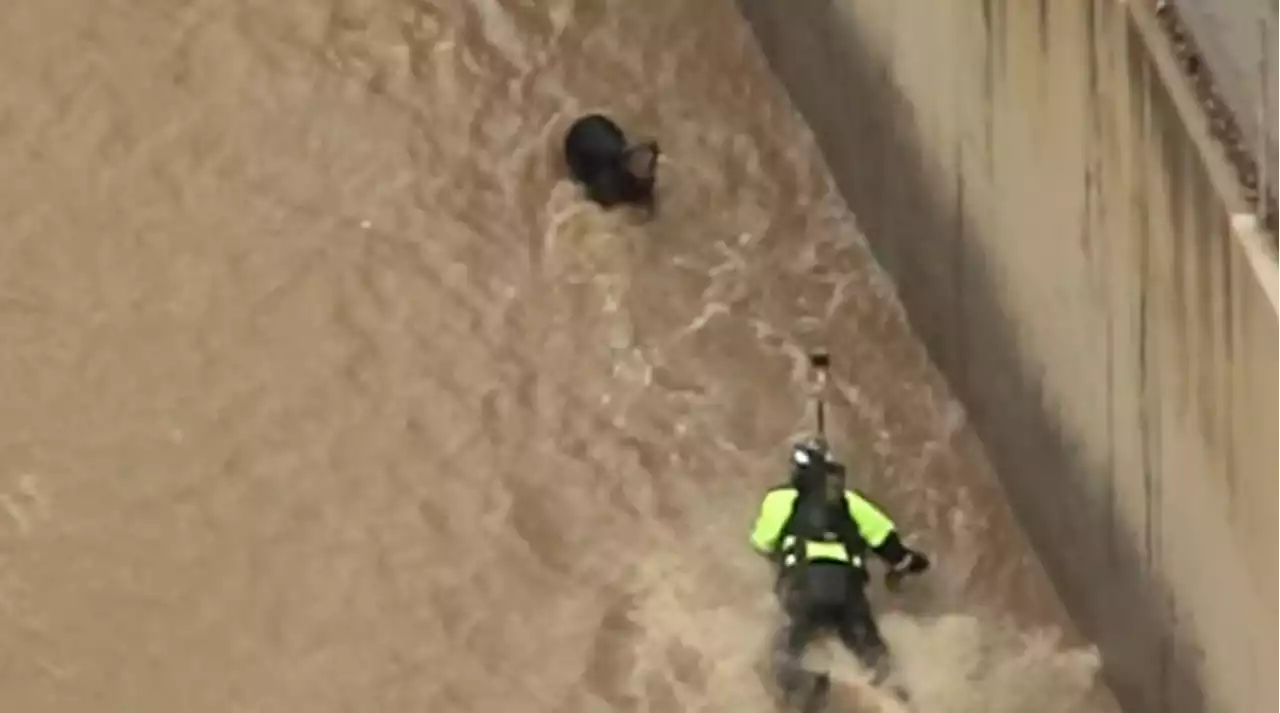 Watch: Firefighters Try to Rescue Dog in LA River