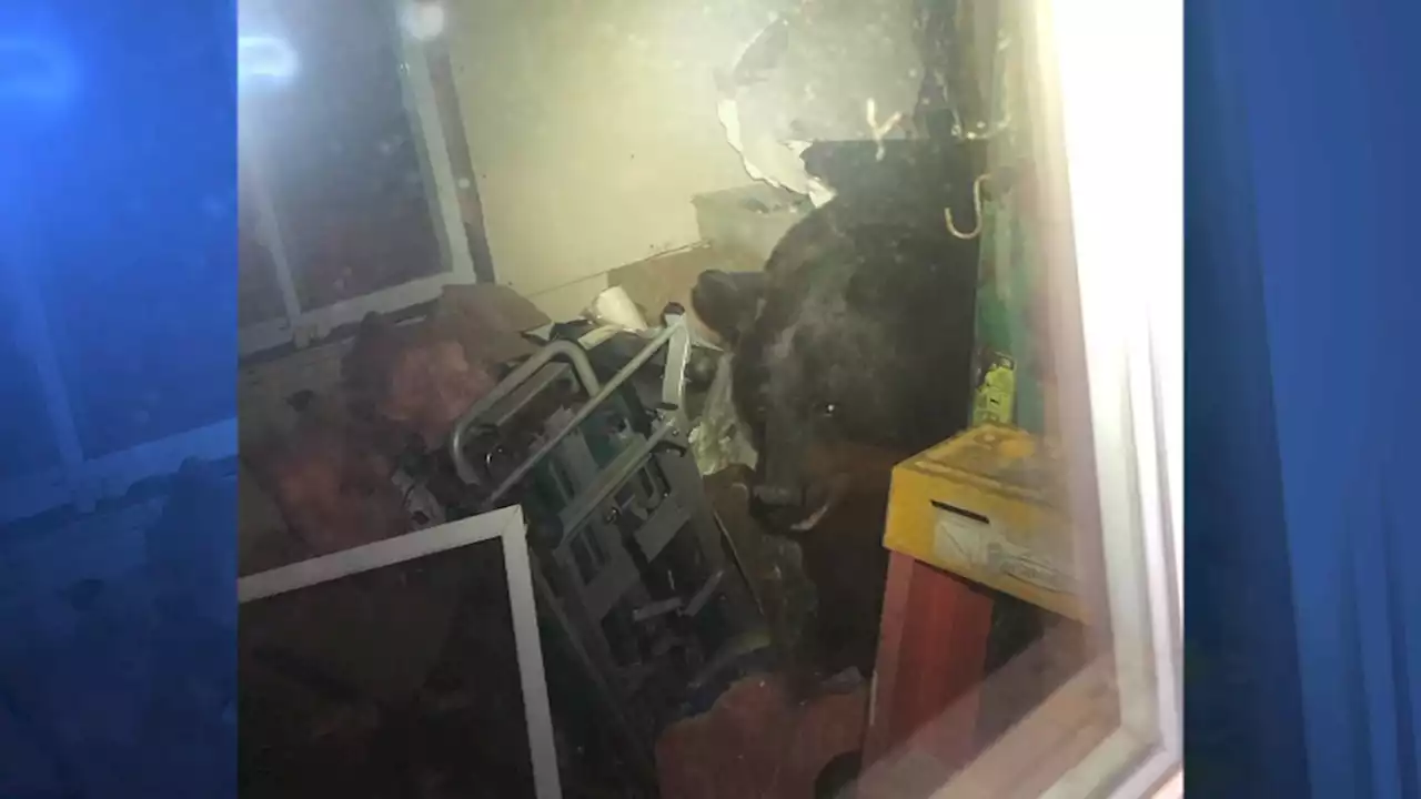 Black Bear Gets Stuck Inside NH Home for 45 Minutes