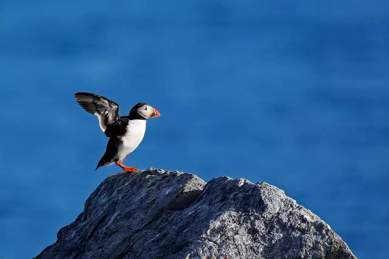 Researchers: Fast-Warming Gulf of Maine Set Record in 2021