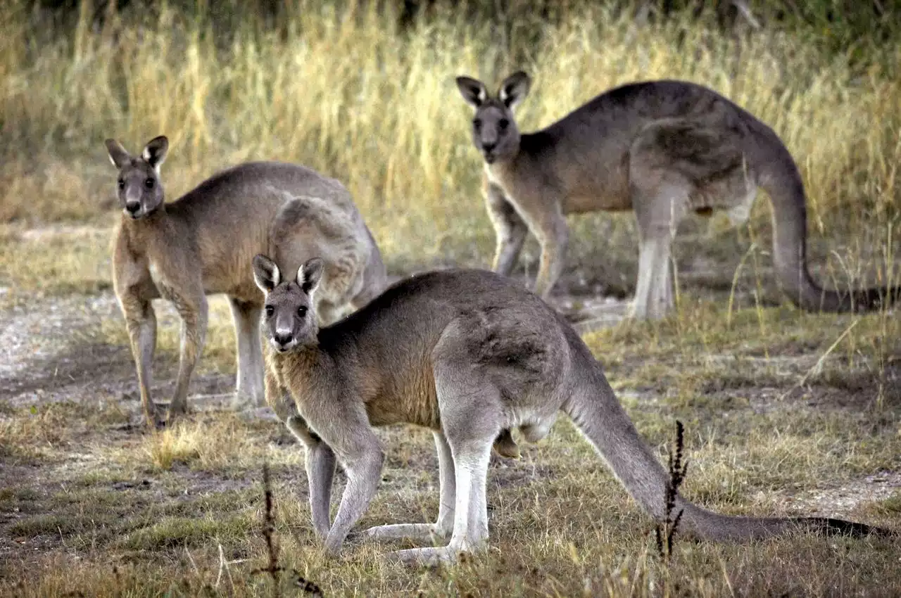 Kangaroos saved from Ukraine zoo amid the Russian invasion