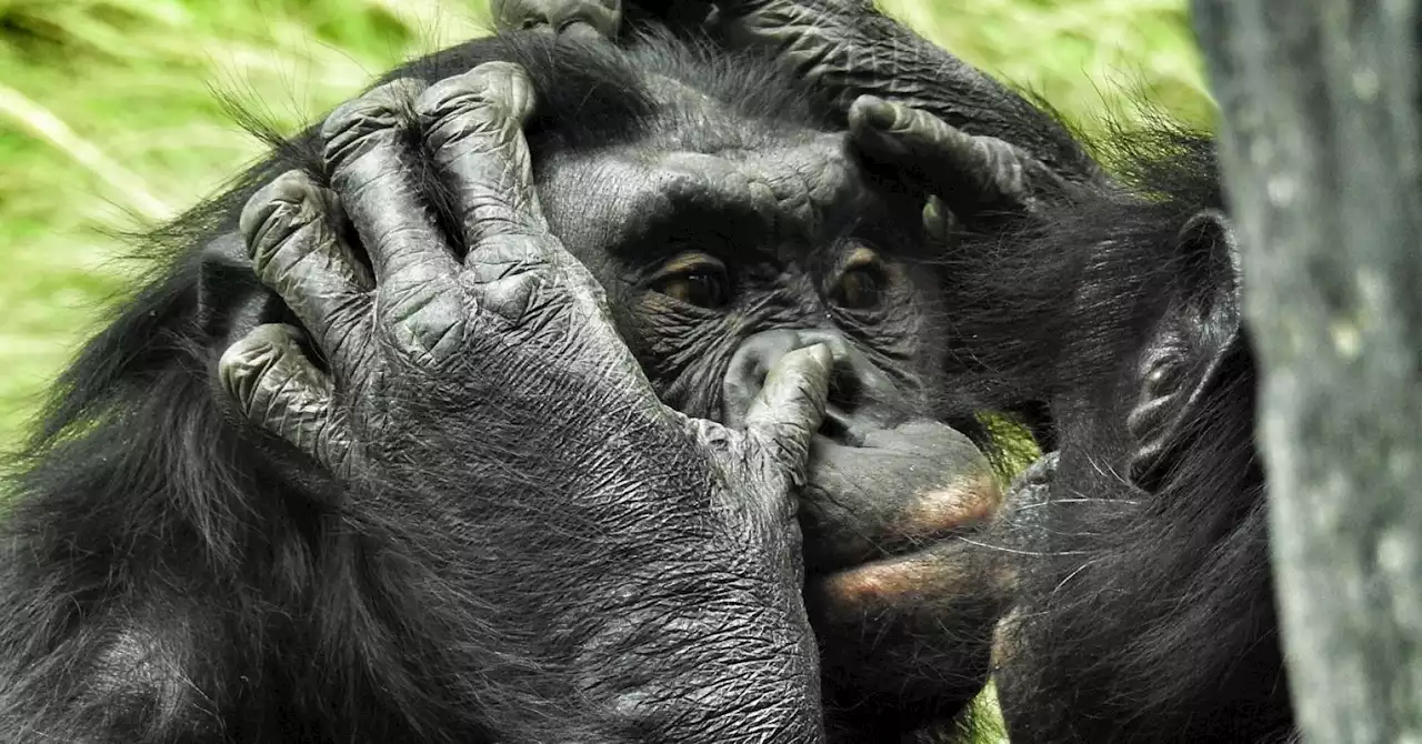 Wild Baby Bonobos Stress Out Older Siblings