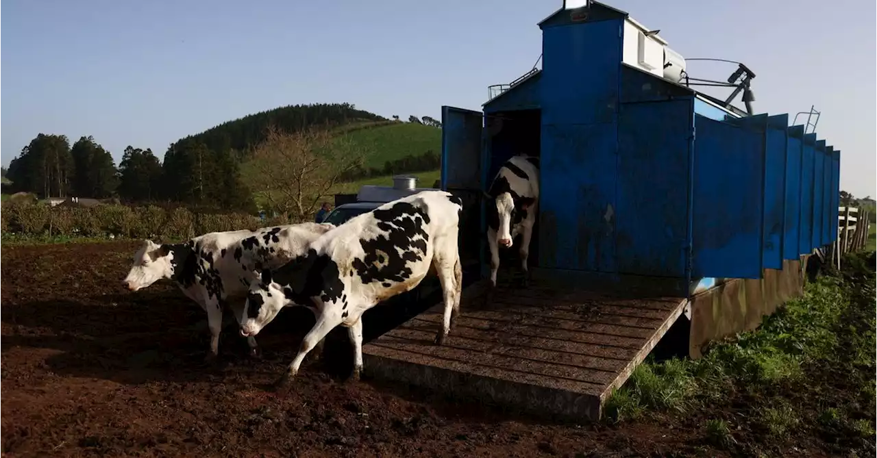 Cows' paradise under threat as Azorean island trembles