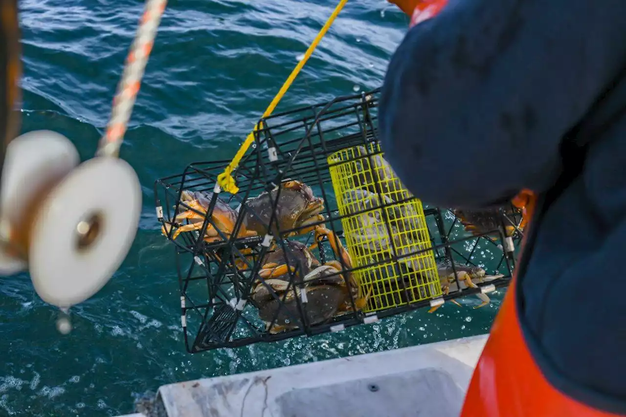 Crab season shuts down along many parts of the coast - The San Francisco Examiner