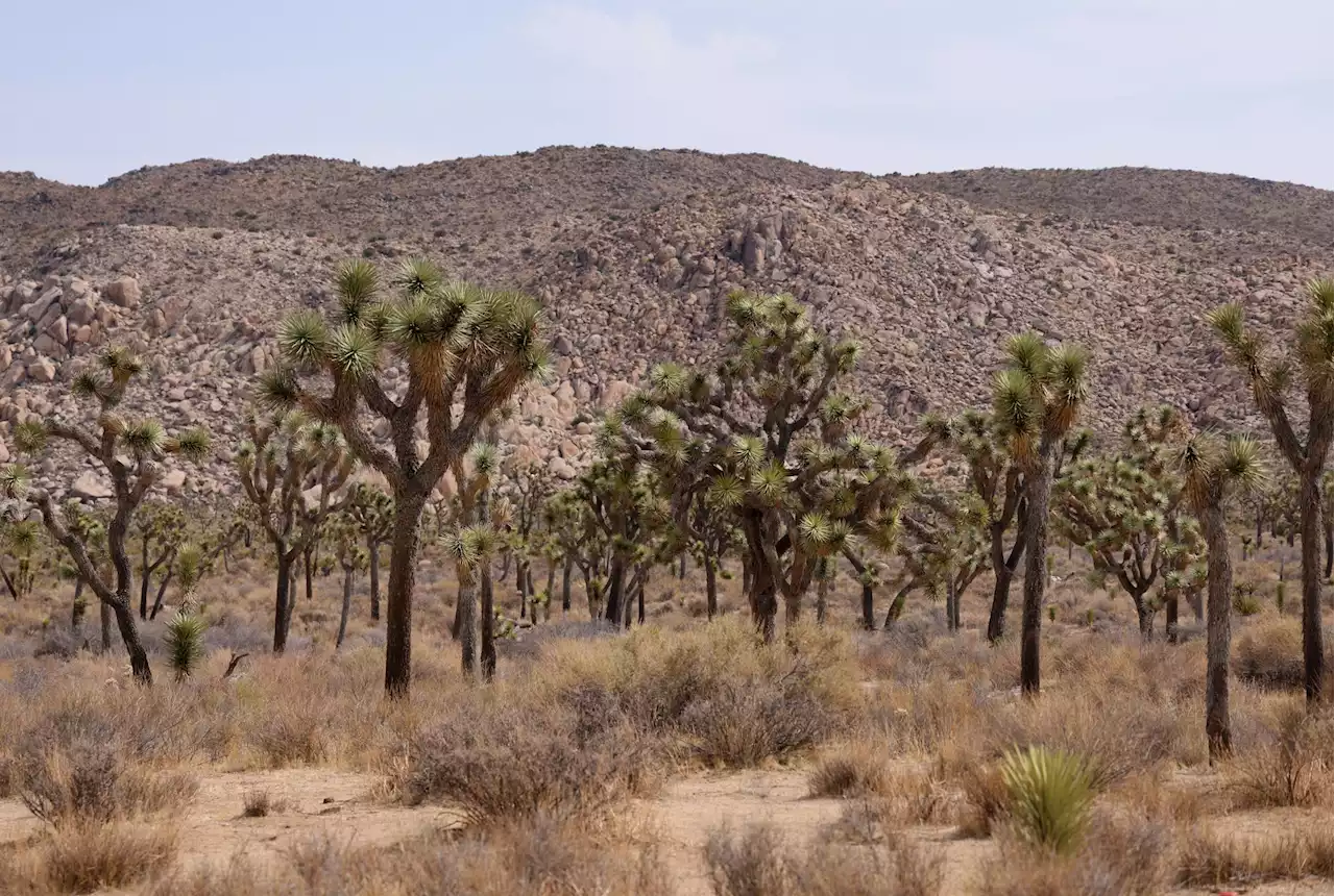 Experienced climber died at Joshua Tree after falling 80 feet