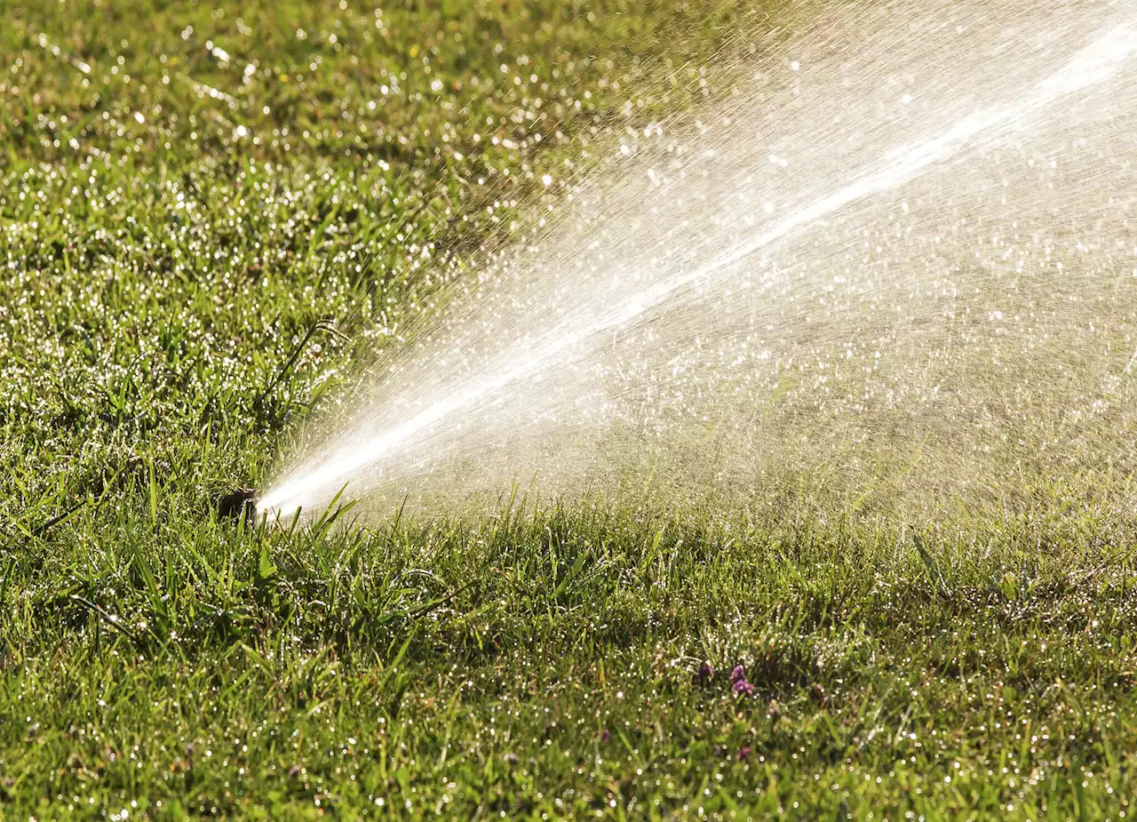 Newsom proposes ban on watering decorative grass: What that means