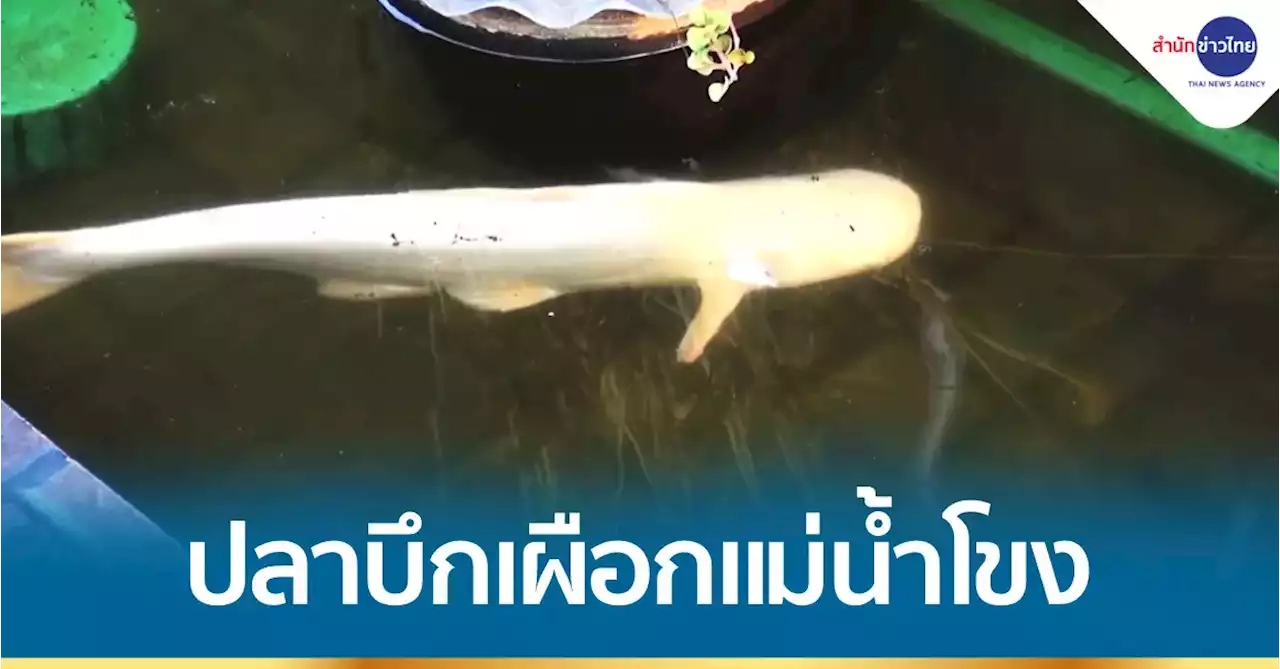 เคยเห็นไหม? ปลาบึกเผือก สีขาวทั้งตัว