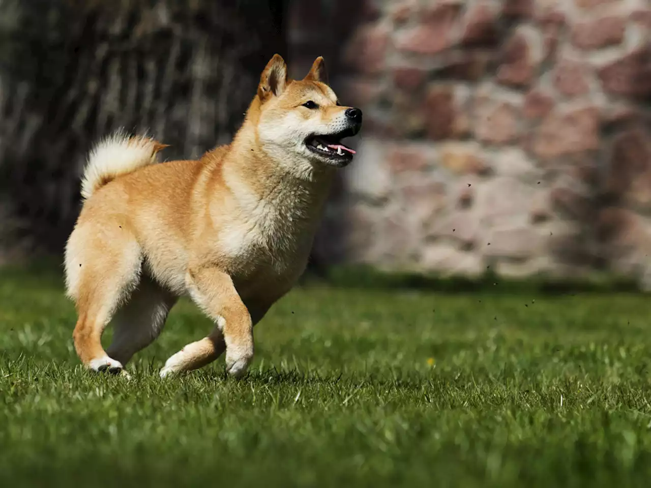 Shiba Inu Soars 18% as Bitcoin Reclaims $48,000