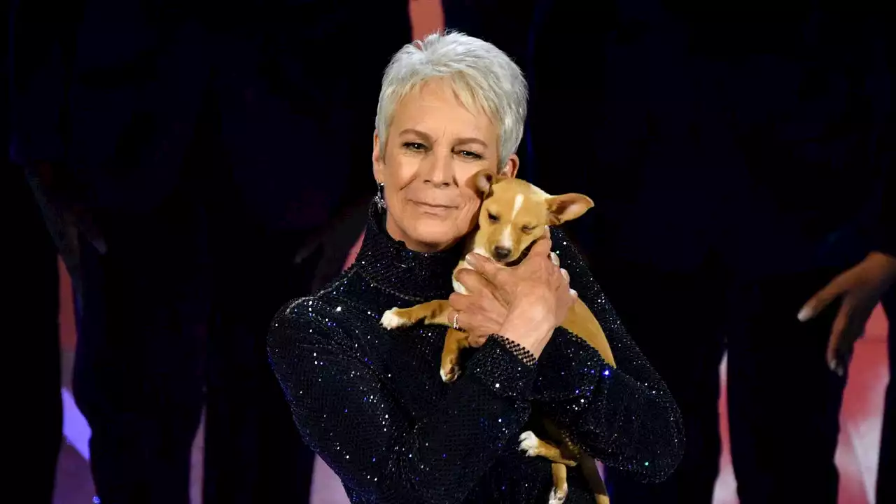 John Travolta Adopts the Dog Jamie Lee Curtis Brought Out During Betty White's 2022 Oscars In Memoriam