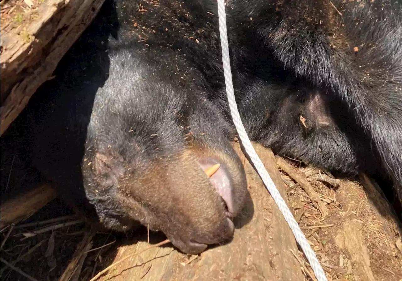 500 pound black bear living near Tennessee college relocated national forest