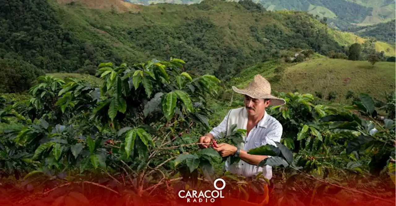 Producción de café sigue en caída libre, en febrero retrocedió un 16%