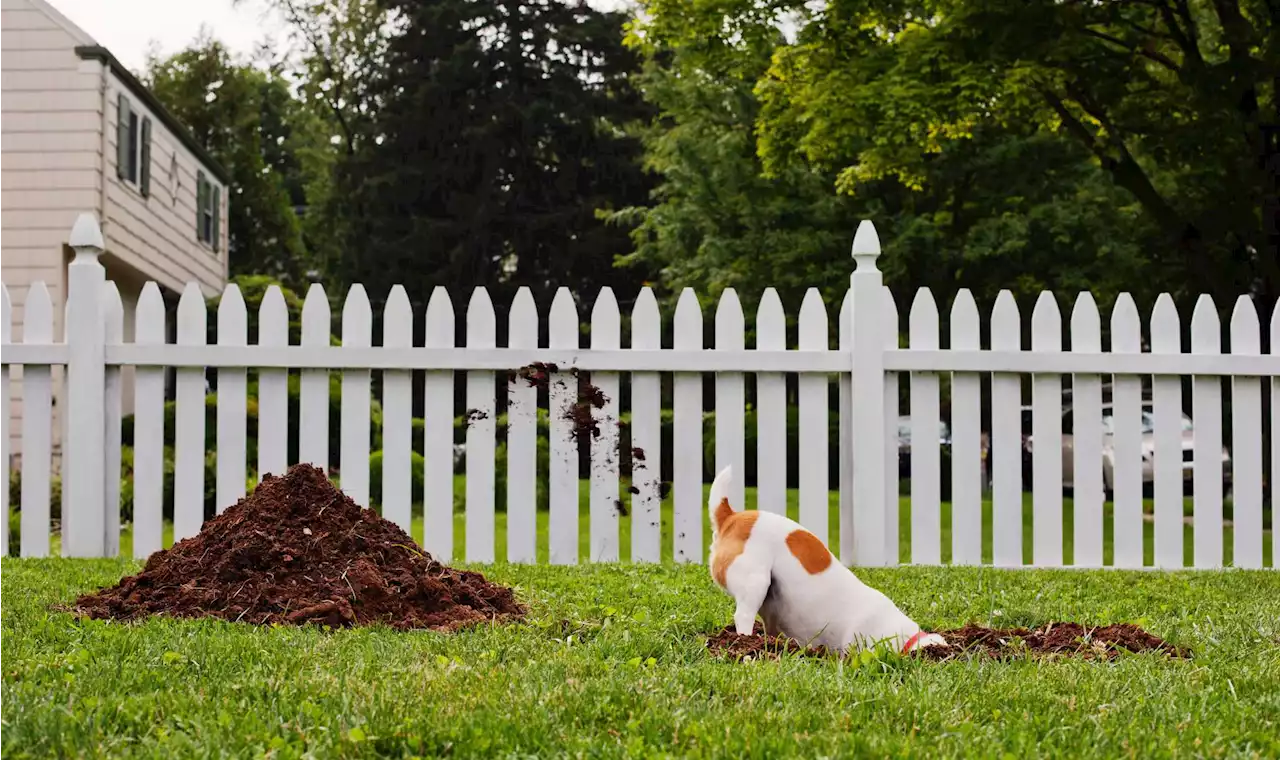 How to stop a dog from digging and escaping the yard