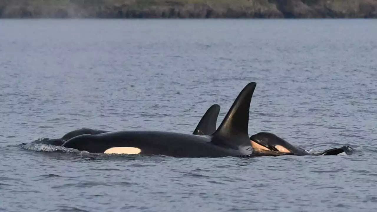 New calf J59 born to endangered southern resident orcas