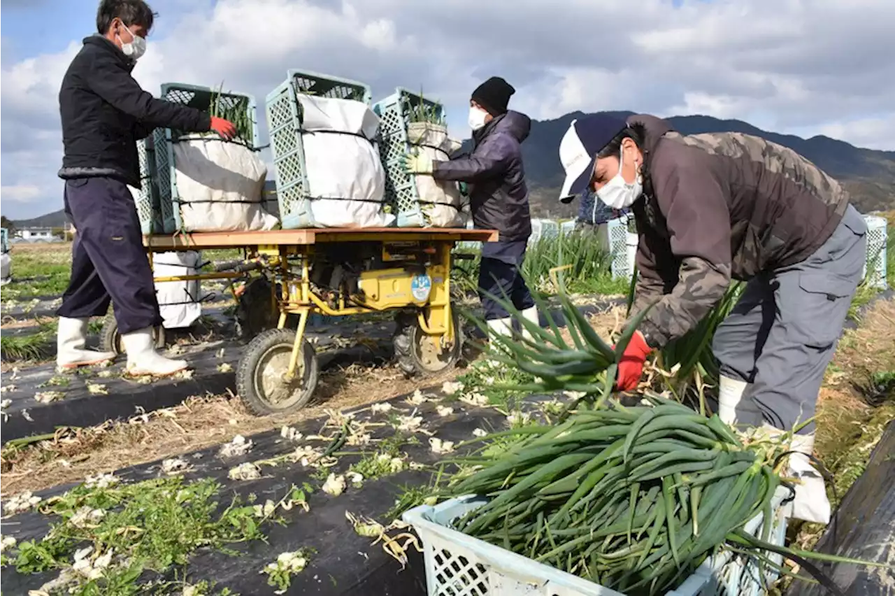 水際対策、更なる緩和 人手不足の農家、“貴重な戦力に”期待と不安 - トピックス｜Infoseekニュース