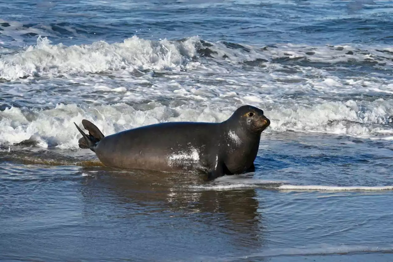 Elephant seals seem to have precise mental maps for navigating home