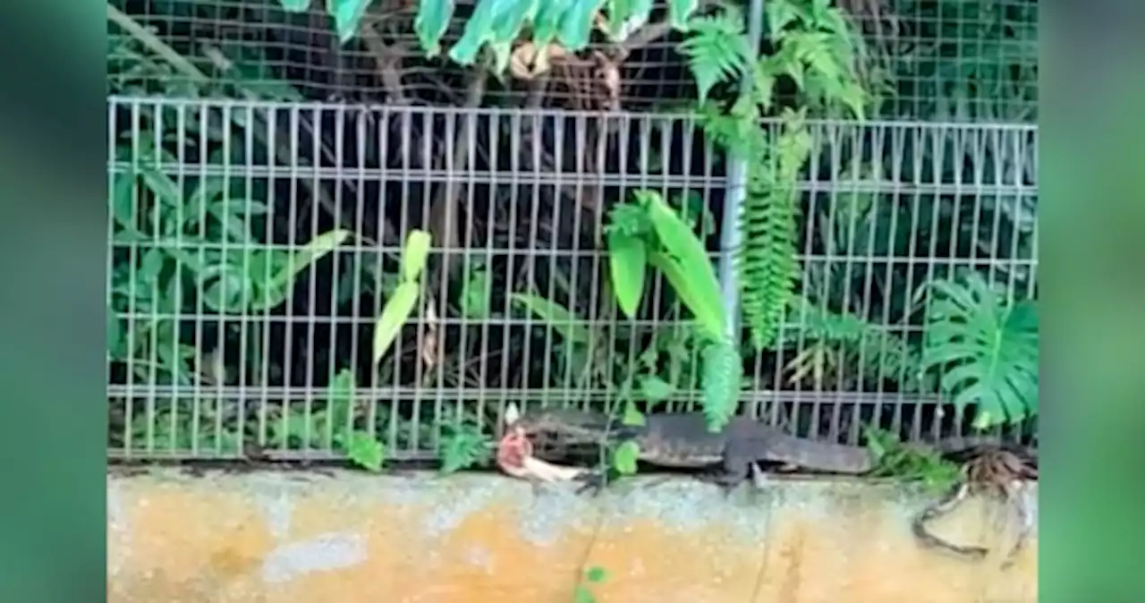 Monitor lizard filmed feasting on koi at Gardens by the Bay, but did it 'decimate' them?
