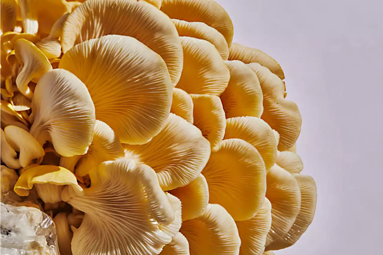 Austin Mycophiles Drive Growing Taste for Local Mushrooms