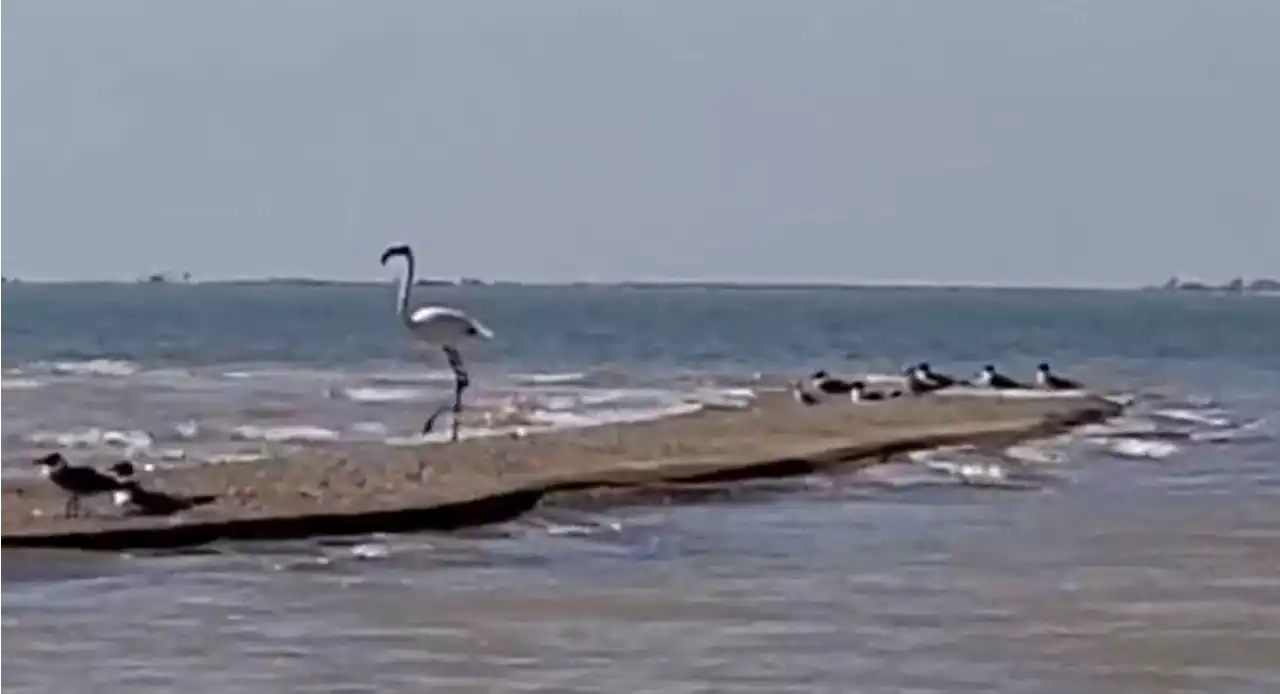 Flamingo that escaped from Kansas more than a decade ago spotted in Texas