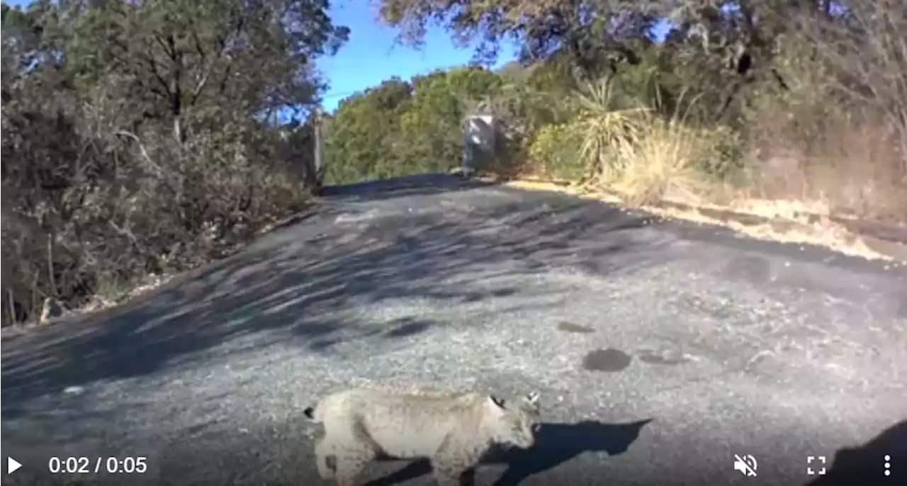 Caught on camera: Texas resident spots bobcat walking along driveway of home