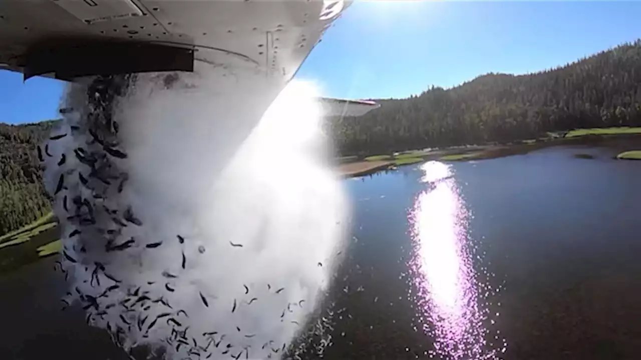 Watch Wildlife Department Air-Drop Thousands of Fish in Utah Lakes