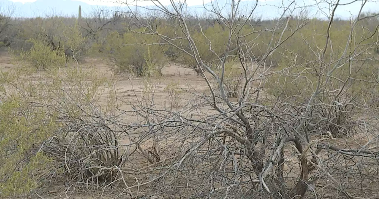 Pima County Sheriff's Department investigates horse found dead in desert