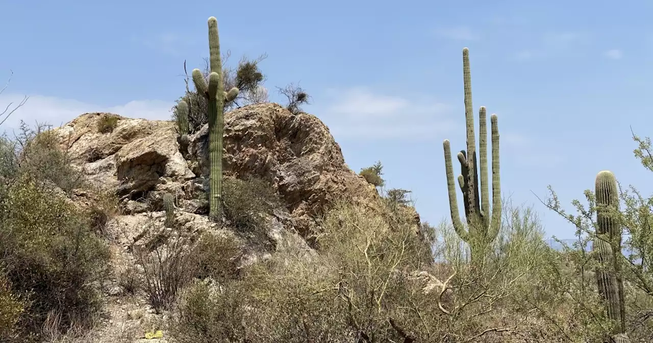 Saguaro National Park has record number of visitors in 2021