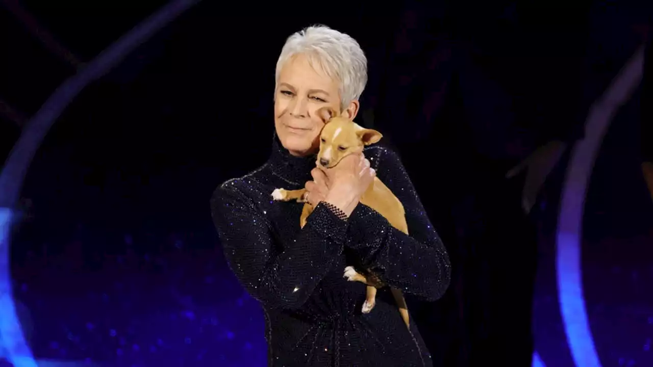 John Travolta’s son adopts Oscars pup held by Jamie Lee Curtis during Betty White tribute