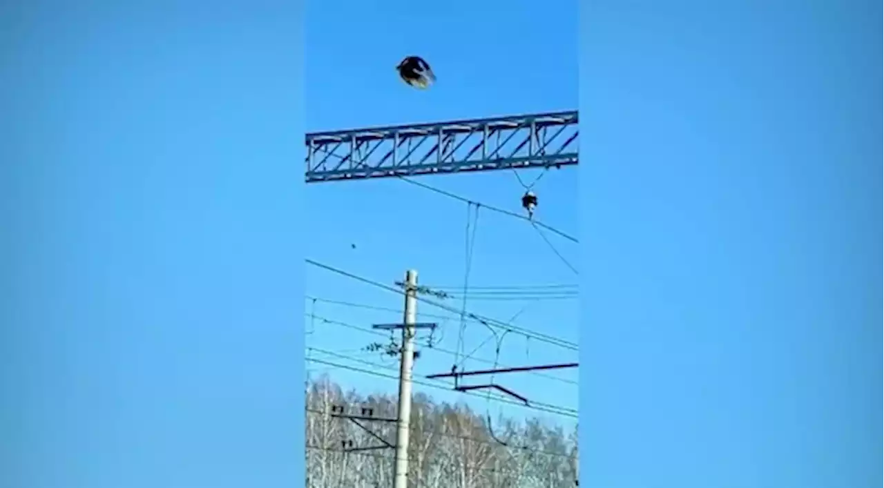 В Кемеровской области сняли на видео павлина