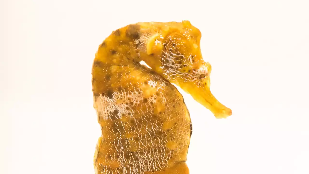 Seahorses | National Geographic