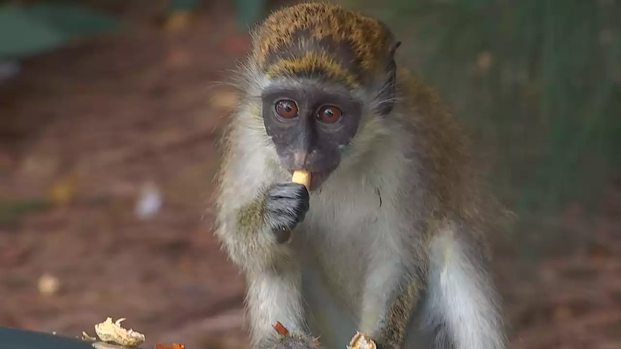 Monkeys Near South Florida Airport Delight Visitors