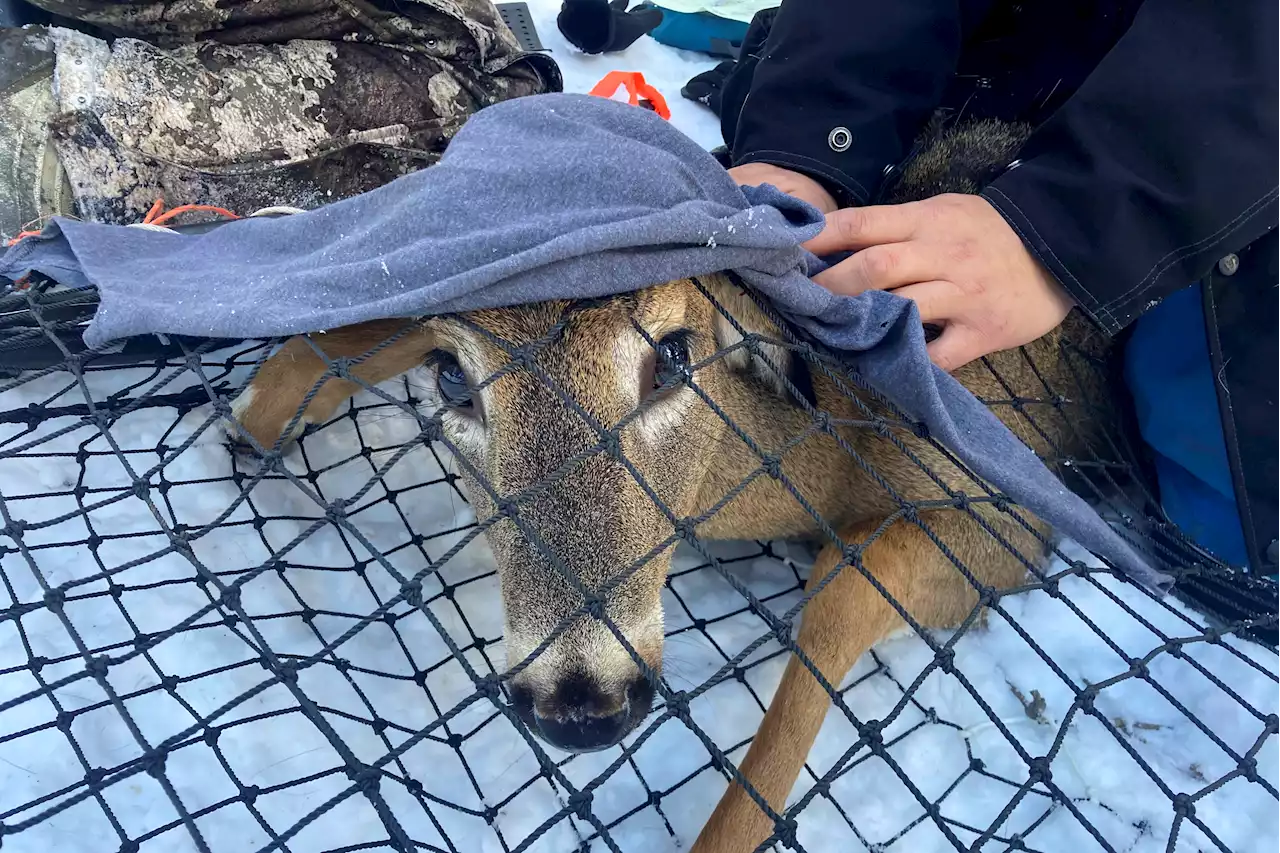 Into the Wild: Scientists Test Bears, Deer and Wolves for COVID, Watching for Possible Mutants