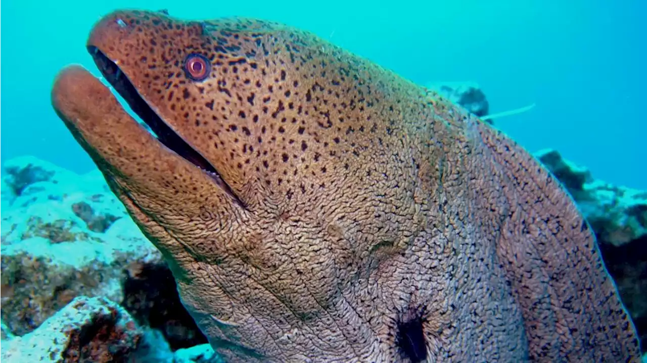 Alerta en playas de México por ataques de peces Morena