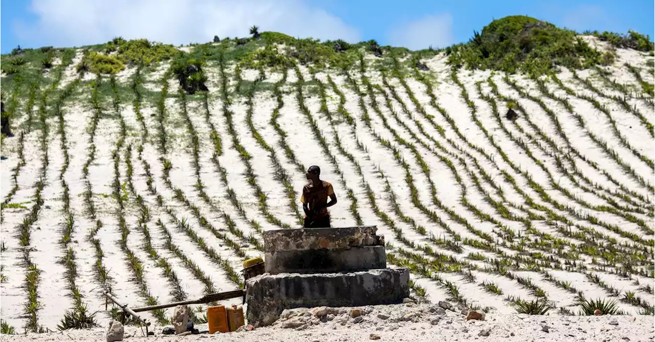 Madagascans stave off encroaching dunes with plants