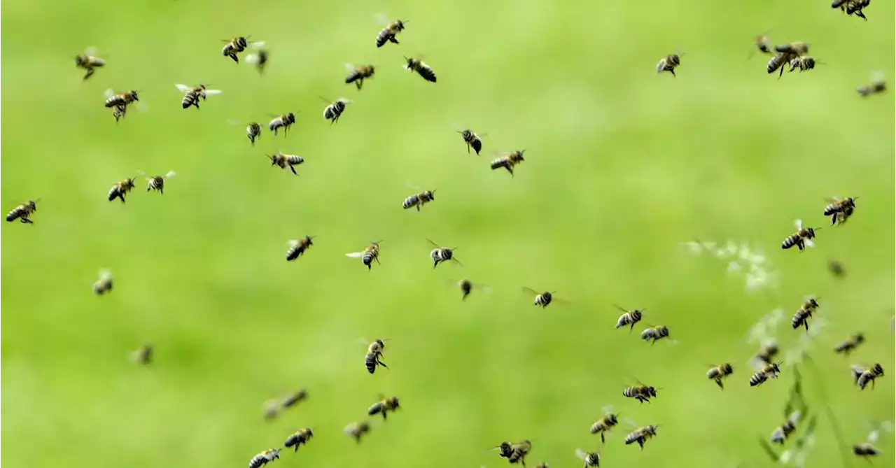 World delegates appear to kick deal to halt nature loss into long grass