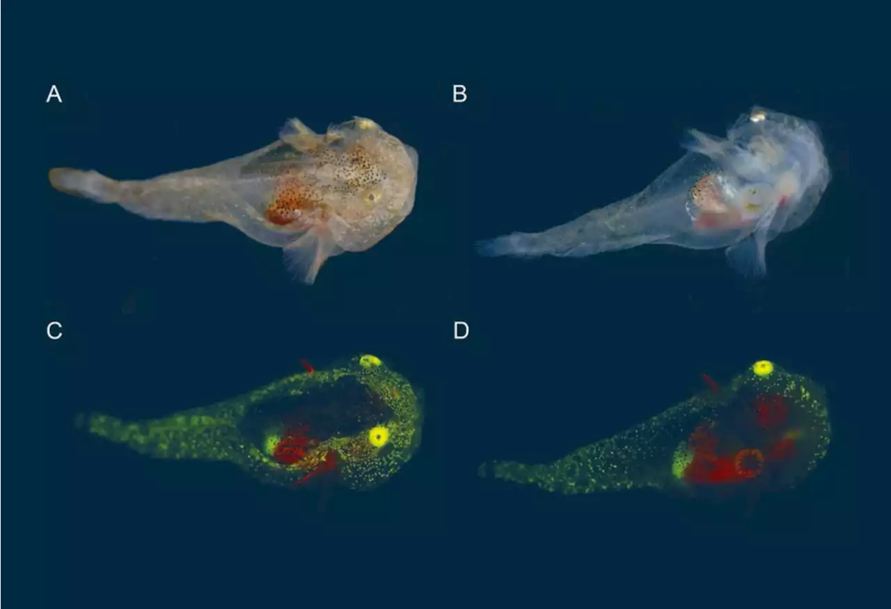 Prominent Biofluorescence Discovered in Arctic Fish | Sci-News.com