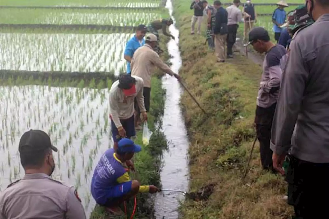 Cegah Kerugian Panen, Petani dan Aparat di Sragen Serbu Tikus di Sawah