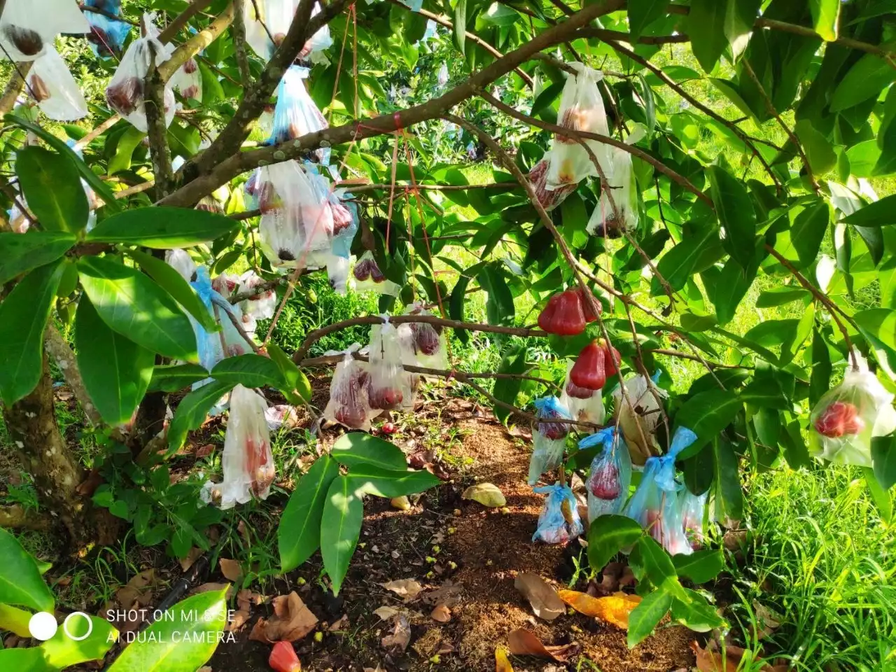 เกษตรกรชาวตรัง ปลูกชมพู่ทับทิมจันทร์ ผ่านไป 2 ปีได้หยิบเงินแสน