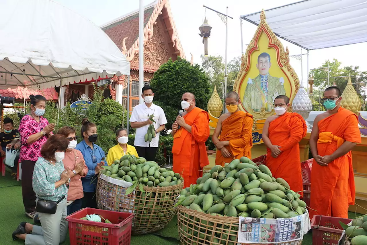 คุณพระช่วย! เจ้าอาวาสใช้กุศโลบายช่วยชาวสวน ชวนญาติโยมถวาย 'มะม่วง' ได้บุญ 3 ชั้น