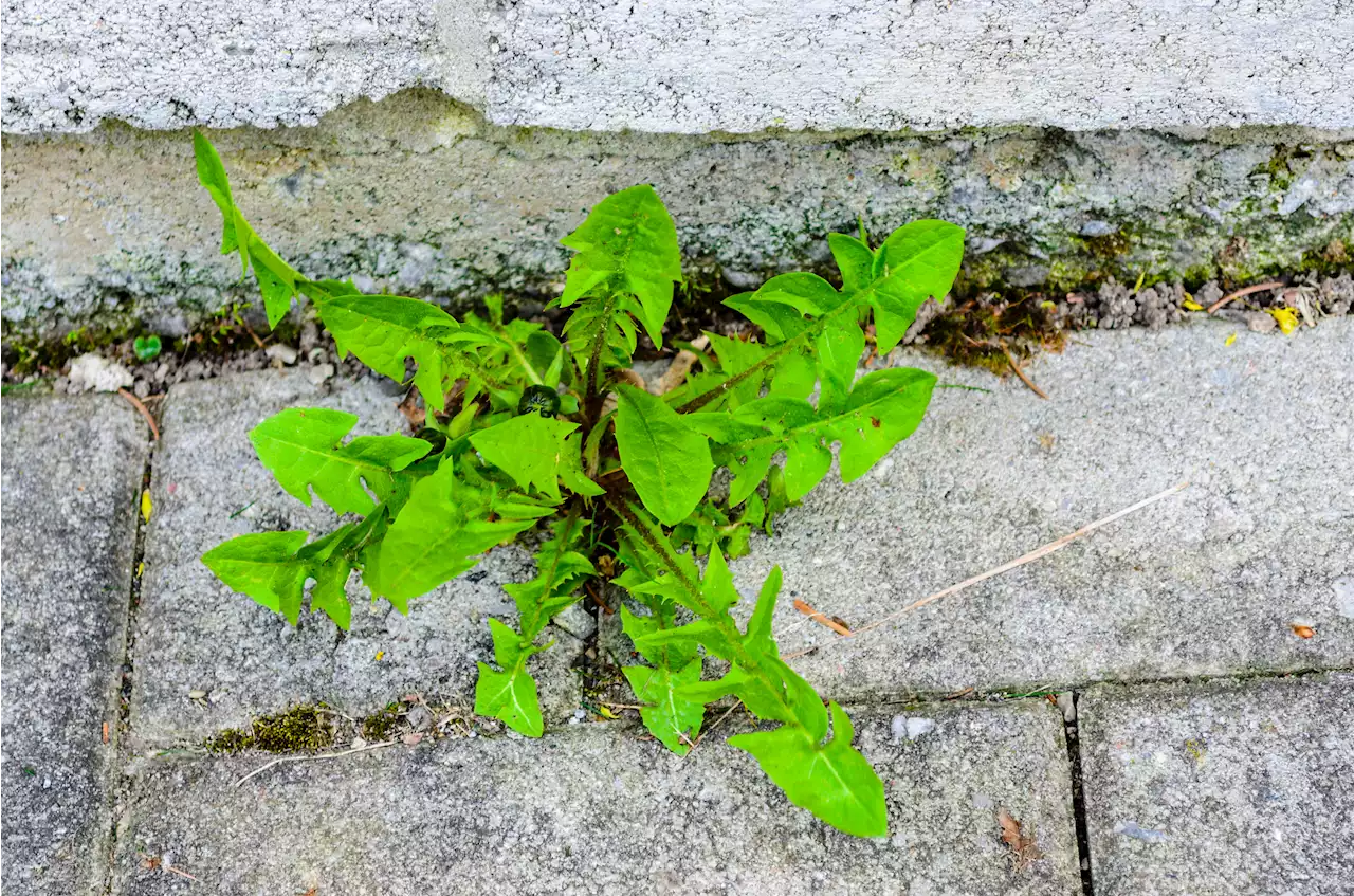 Mrs Hinch fans share effective ways to remove weeds from driveway