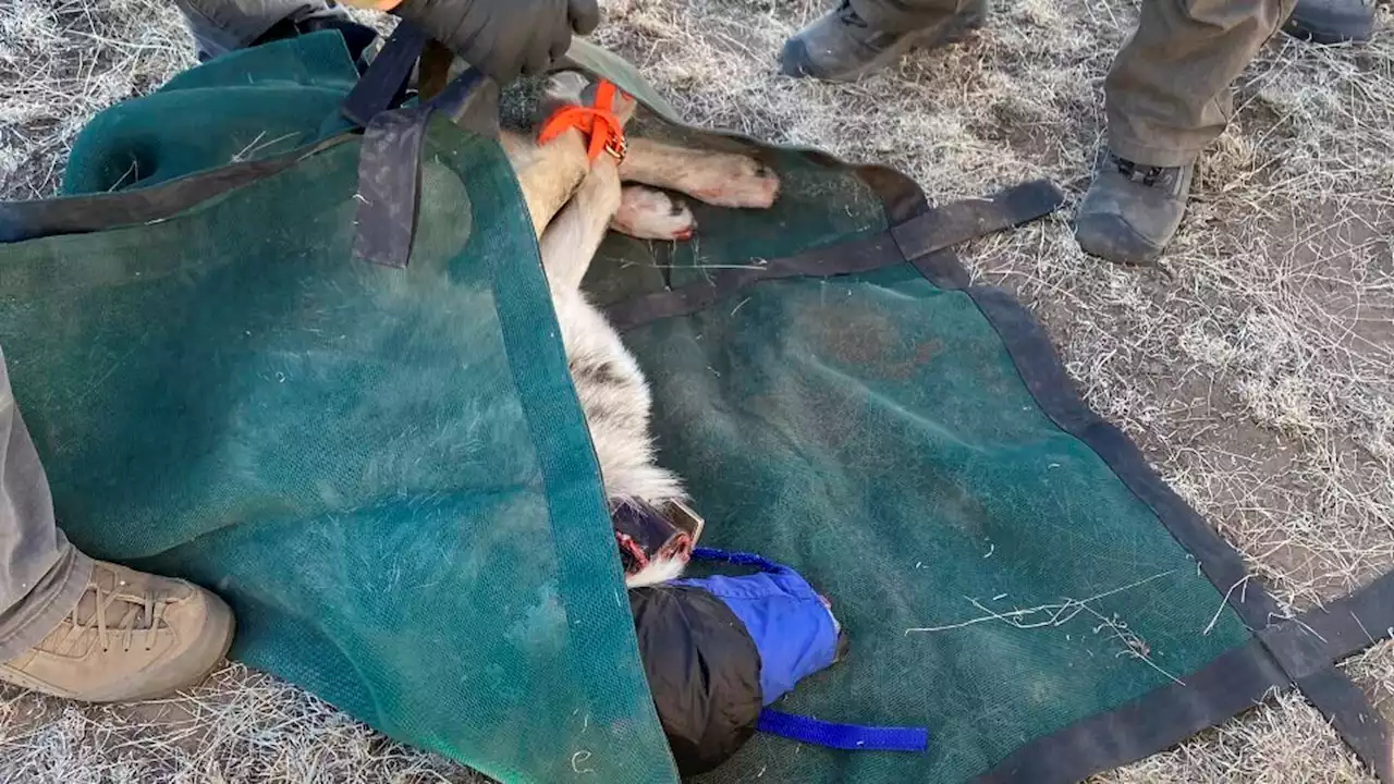 Growth slows for endangered Mexican gray wolf population