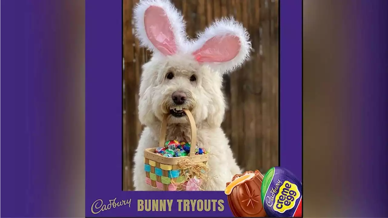 America votes therapy dog to be next Cadbury Easter Bunny