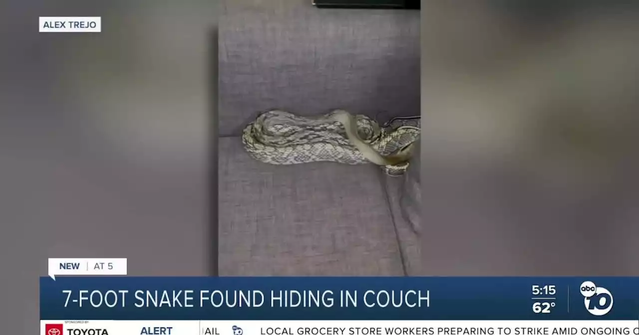 7-foot snake found slithering in Chula Vista man's couch