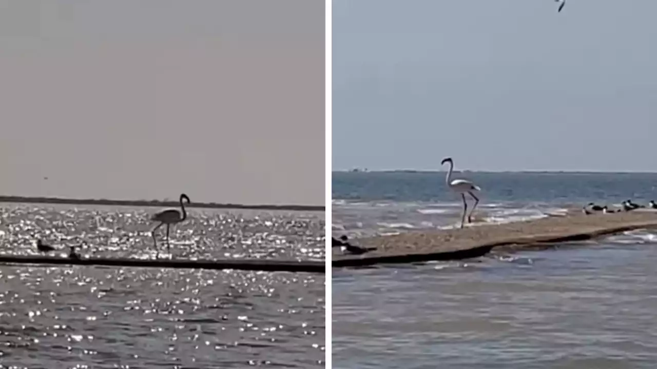 Flamingo that escaped Kansas zoo in 2005 spotted on Texas coast