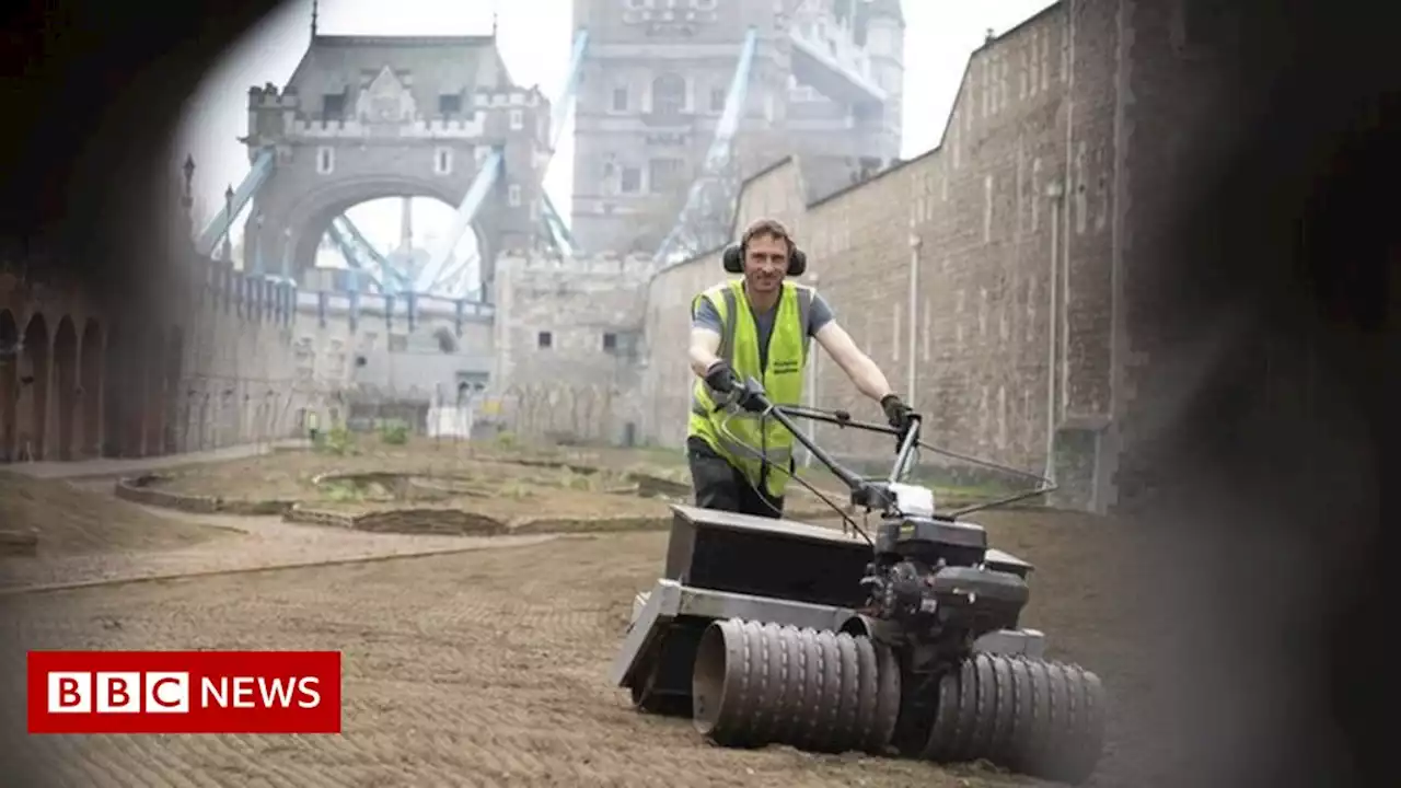 Tower of London's moat to be filled with wildflower meadow