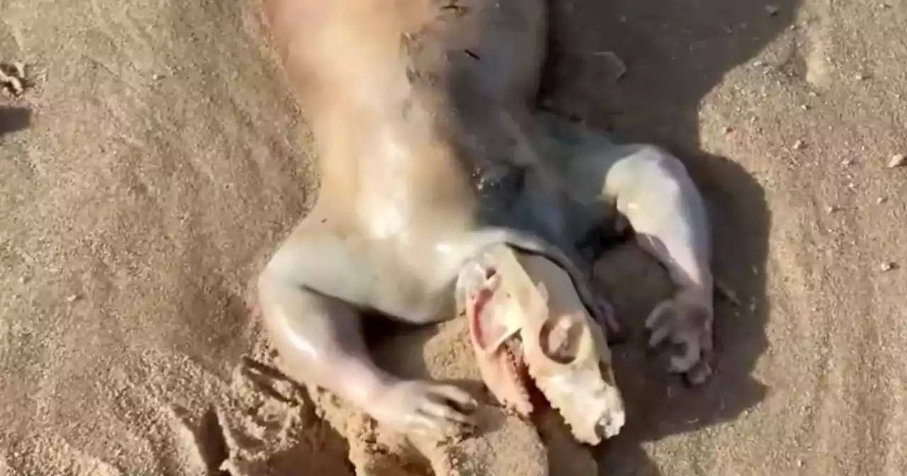 Man discovers 'alien' creature's corpse washed up on Australian beach